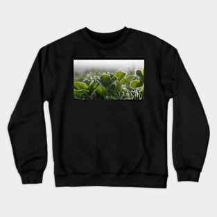 Frost Covered Clover Crewneck Sweatshirt